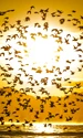 Stol de pasari FOTO Shutterstock