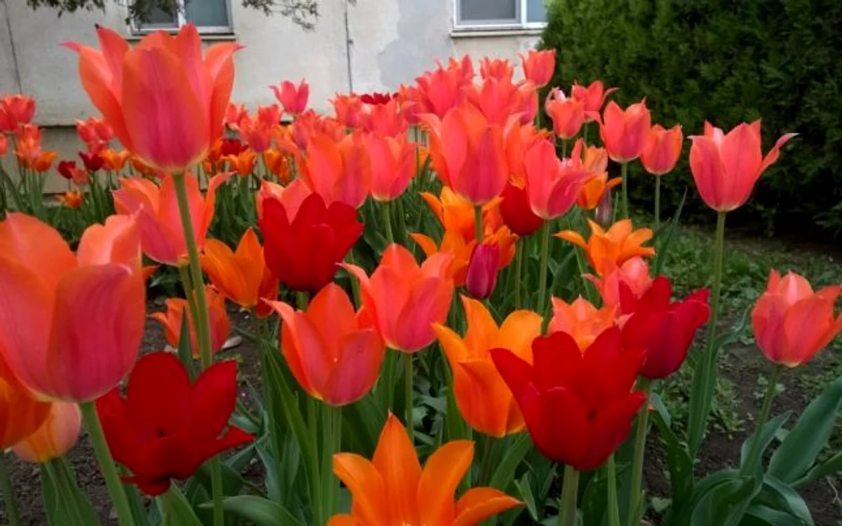 
    Duminică, 21 aprilie, sunt Floriile şi cel mai potrivit cadou pe care îl poţi face unei sărbătorite este un buchet de floriFOTO: adevarul.ro  