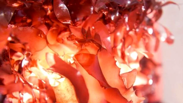 
    Sunt considerate delicatese în Asia  