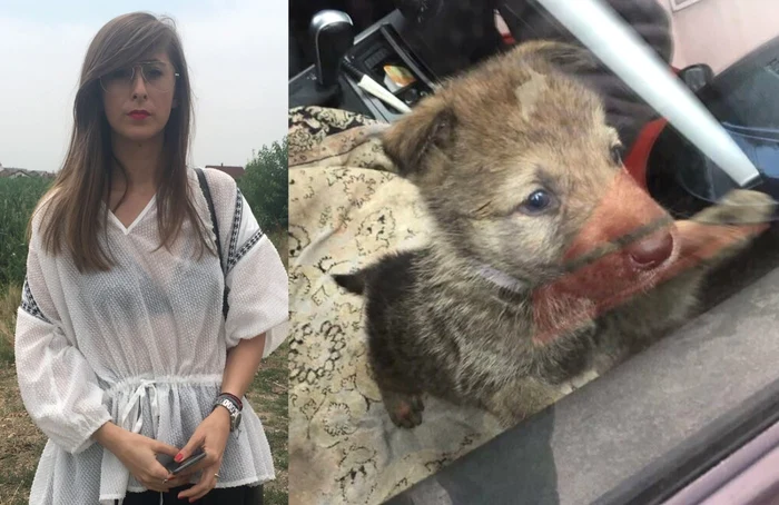 Fiorela Costea şi Wolf, puiul de lup cehoslovac pe care l-a găsit mort