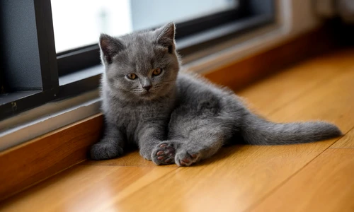 Parchet dublustratificat jpg