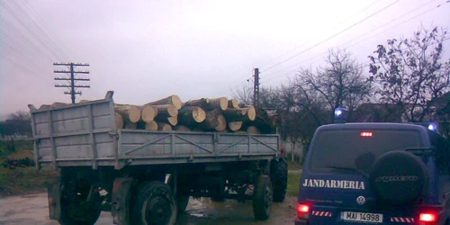 Cele mai multe furturi de material lemnos se produc în păduri private. Foto: JANDARMERIA SATU MARE