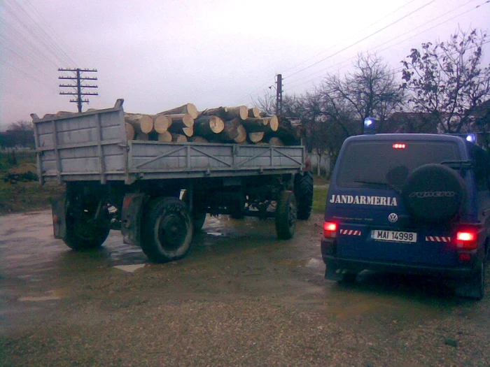 Cele mai multe furturi de material lemnos se produc în păduri private. Foto: JANDARMERIA SATU MARE