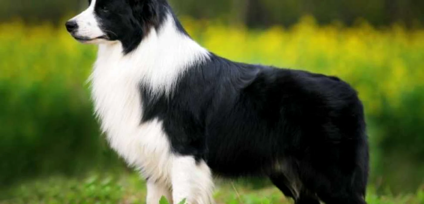 Top 10 cei mai cuminţi câini din lume. Border Collie este o rasă foarte apreciată pentru inteligenţa ei FOTO: einfachtierisch.de