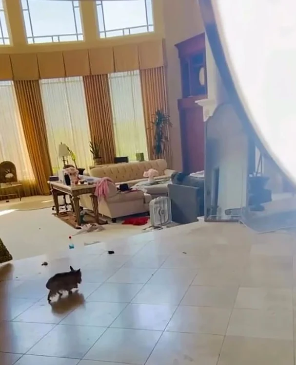 Casa lui Britney SPears e plină de excremente de câine (Foto: Captură video)