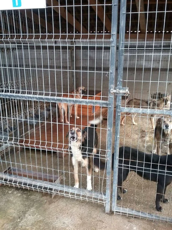 ANSVSA a iniţiat controale care vizează condiţiile de funcţionare a adăposturilor publice pentru câini Foto: Facebook ANSVA