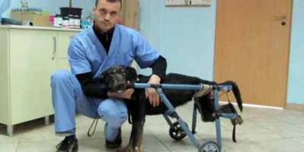 Soarta câinilor fără stâpân, dispută între autorităţi şi iubitorii de animale