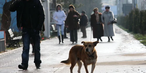 Municipiul Iaşi este împânzit de maidanezi