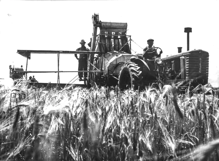 Holdă de grâu FOTO Azopan