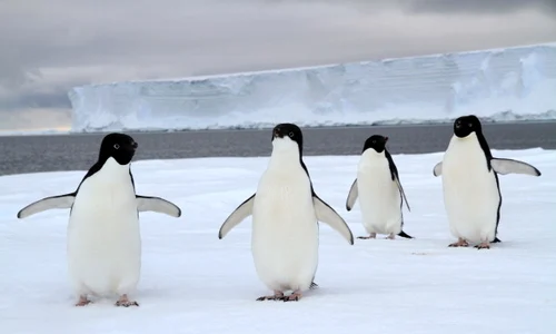 Pinguini Adélie  jpeg