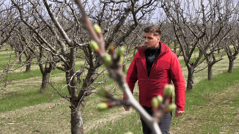 Caișii, piersicii și nectarinii, amenințați de frigul din aprilie. Cum sunt afectate florile de pe ramuri  