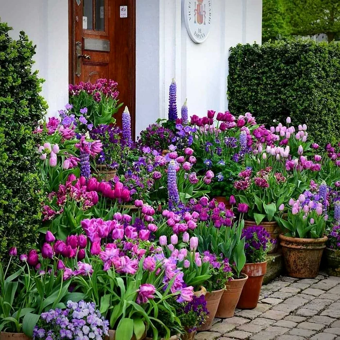 Un ingredient banal, adesea trecut cu vederea, poate face minuni pentru florile din grădină.