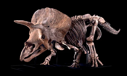 Cel mai mare schelet cunoscut de Triceratops, vândut la licitație pentru o sumă record jpeg
