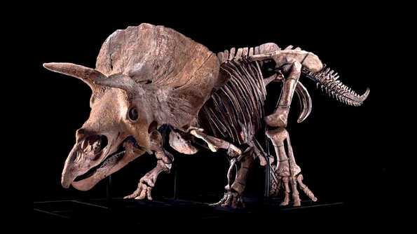 Cel mai mare schelet cunoscut de Triceratops, vândut la licitație pentru o sumă record jpeg