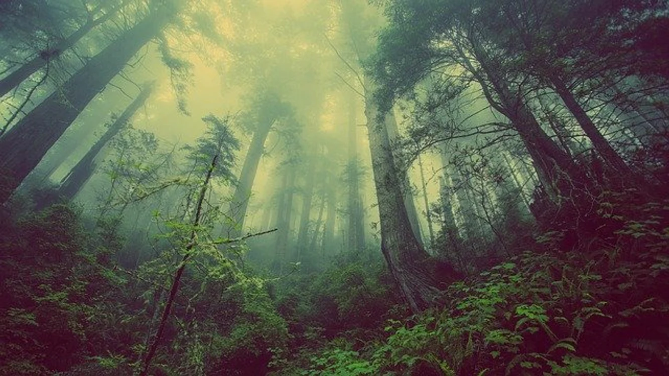 Horoscop zilnic 27 ianuarie 2021: Peștii simt nevoia unor plimbări în naturăfoto: arhivă personală