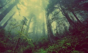 forest 931706 640 jpeg
