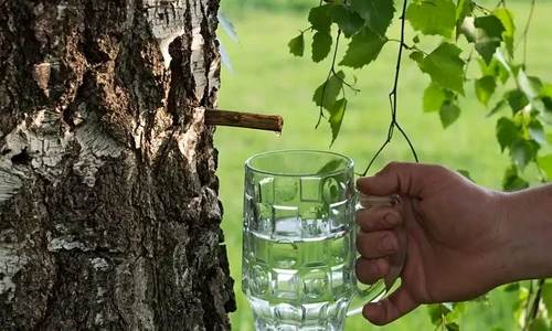 2 seva mesteacan jpg jpeg