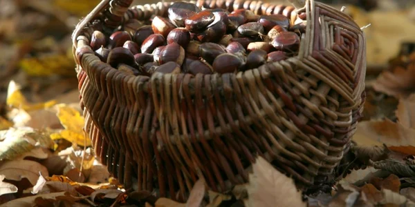 castane