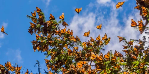 fluture monarh foto shutterstock