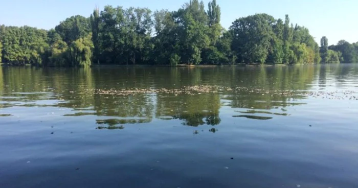 Lacul Herăstrău este un lac artificial, cu o adâncime până la 5 metri. Cine nu știe să înoate, nu are nici o șansă dacă alunecă în apă