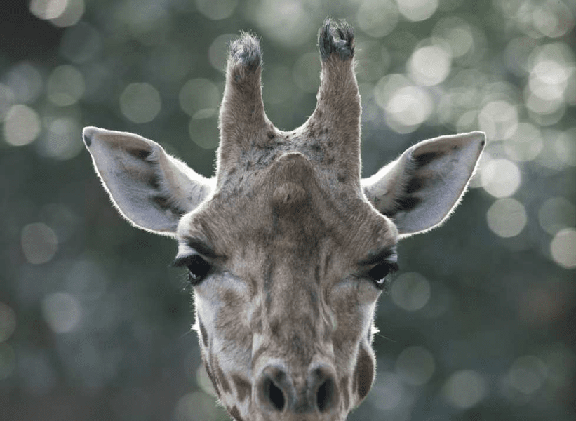 O fetiţă de 16 luni, ucisă de o girafă în Africa de Sud