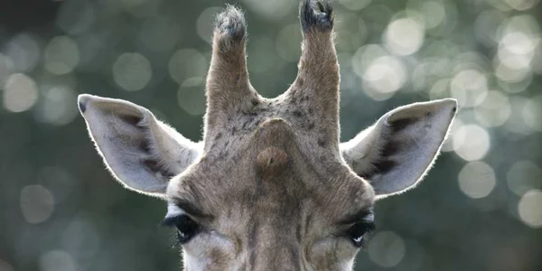 O girafă observă vizitatorii la grădina zoologică  Ouwehands din Rhenen Olanda FOTO AP