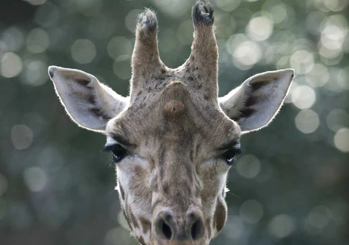 O fetiță a fost ucisă de o girafă / Foto Arhivă: AFP