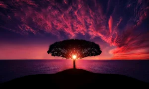 apus copac   tree g52bf3ff76 1280 jpg