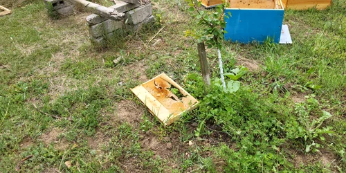 pagube produse de ursi in localitai olt, valcea si arges   sursa foto iulian preda (1) jpeg