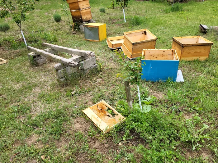 Urșii au atacat în localități în care nu au mai ajuns niciodată până acum FOTO: arhiva Iulian Preda