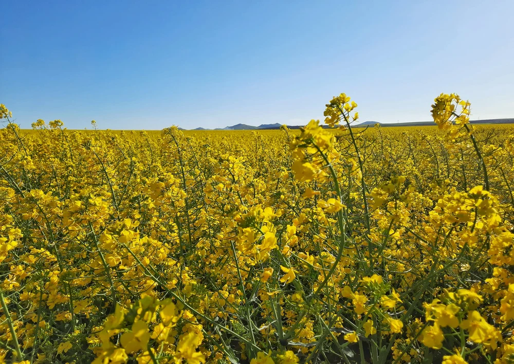 De ce culturile de rapiță devin un pilon strategic al agriculturii ucrainene: rol esențial în producția de ulei alimentar și a combustibililor alternativ