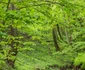 Satul Curpenii Silvașului din Hunedoara  Foto Lucian Ignat (2) jpg