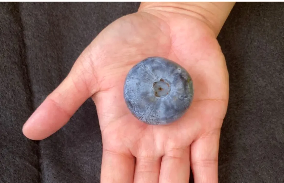  Afina record aparține soiului Eterna. FOTO costagroup.com.au