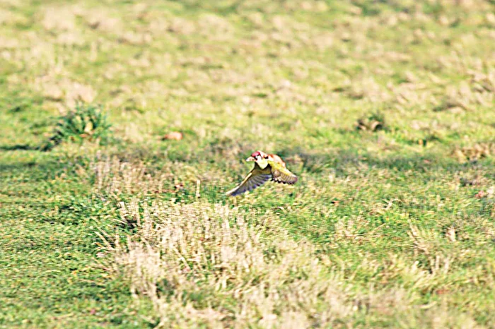Nevăstuicii i s-a făcut rău de înălţime