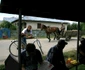 silistea gumesti foto lucian muntean 43 JPG