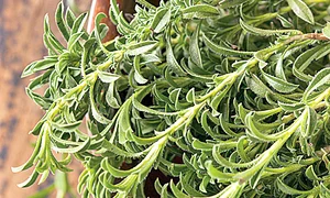 sanatate cimbru bacterii terapeutic jpeg