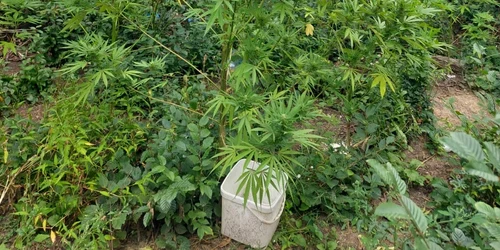 Cannabis crescut în pădure. FOTO IPJ Dâmbovița