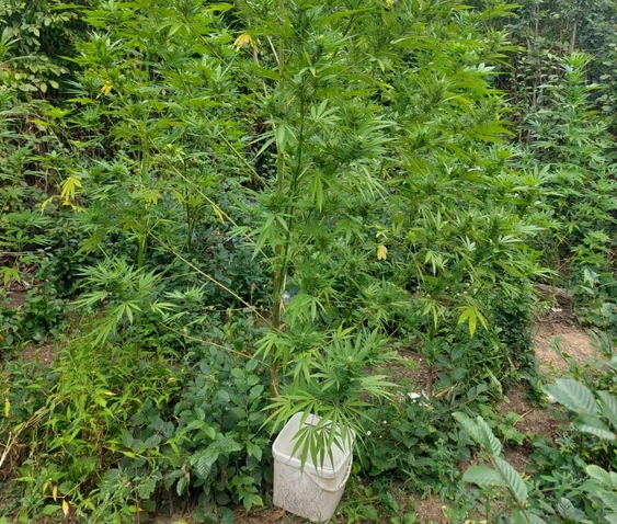 Cannabis crescut în pădure. FOTO IPJ Dâmbovița