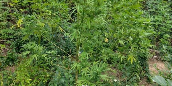 Cannabis crescut în pădure. FOTO IPJ Dâmbovița