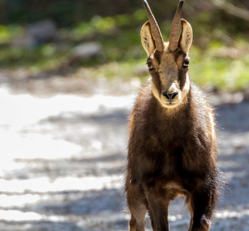 În lipsa omului, animalele sălbatice au prins curajFoto: Parcul Național Piatra Craiului
