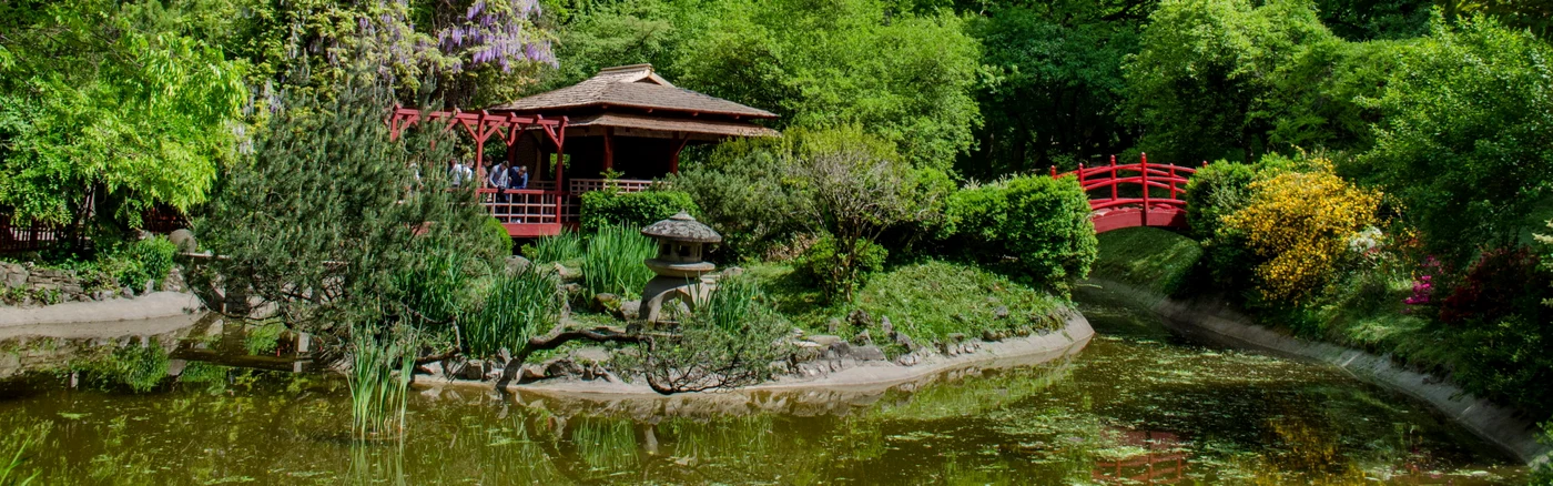 Grădina japoneză din cadrul Grădinii Botanice Cluj. FOTO: UBB