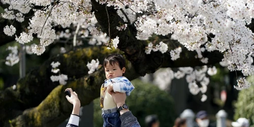 Cireşi înfloriţi la Tokyo FOTO EPA-EFE