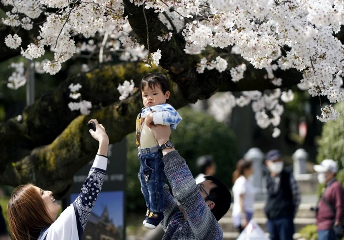 Cireşi înfloriţi la Tokyo FOTO EPA-EFE