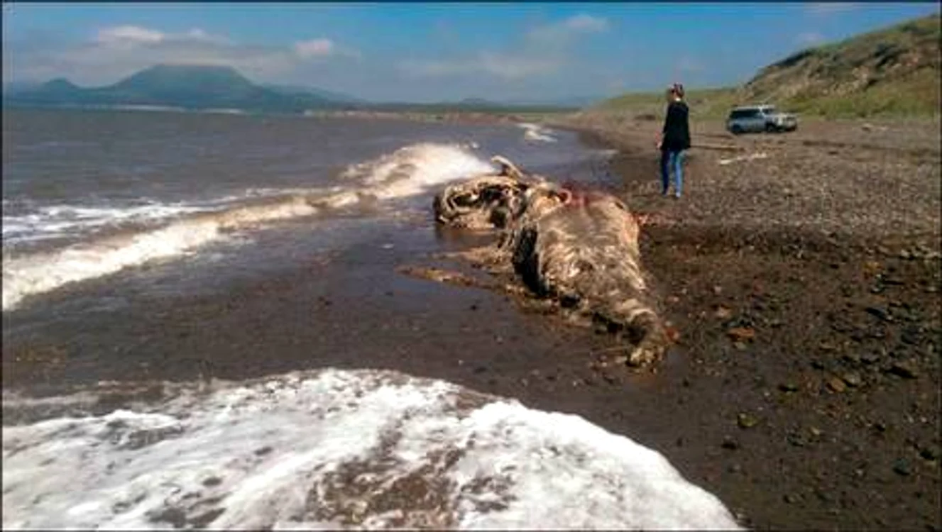 Creatura a eşuat pe malul unei insule din estul RusieiFoto: Siberian Times