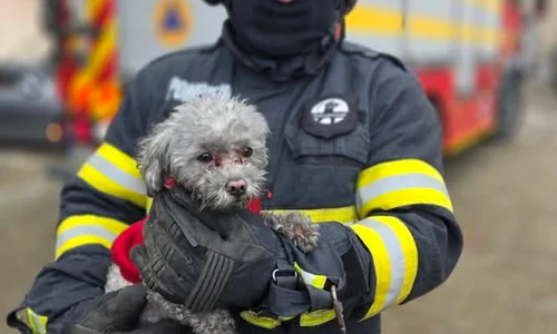 catel salvat de pompieri TOTO ISU GIURGIU jpg
