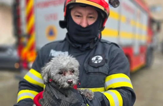Cățelul abia mai respira când a fost găsit de pompieri. FOTO ISU Giurgiu.