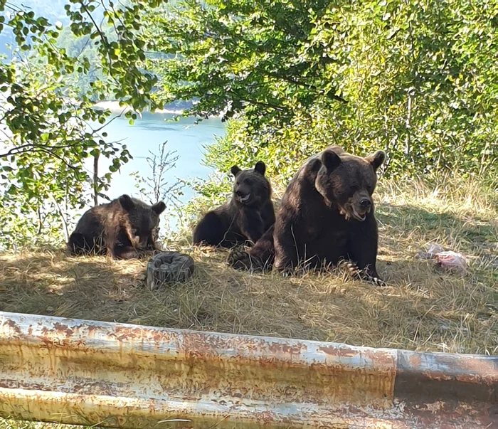 foto ursoaica cu 2 pui pe marginea drumului