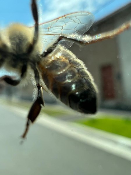 O familie din Arad a fost atacată de un roi de albine. Cum au reușit oamenii să scape de insectele agresive FOTO