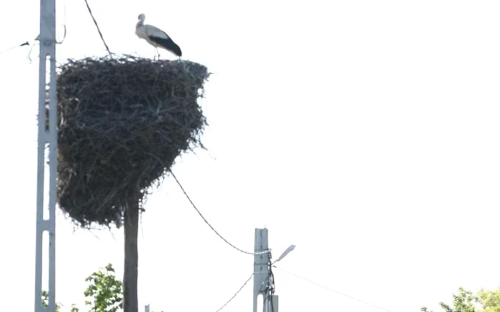 Ciconia ciconia (denumirea  ştiinţifică)  este o specie protejată Foto Arhiva Adevarul