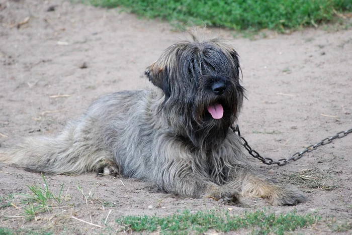 Câine ţinut în lanţ FOTO Animalzoo.ro